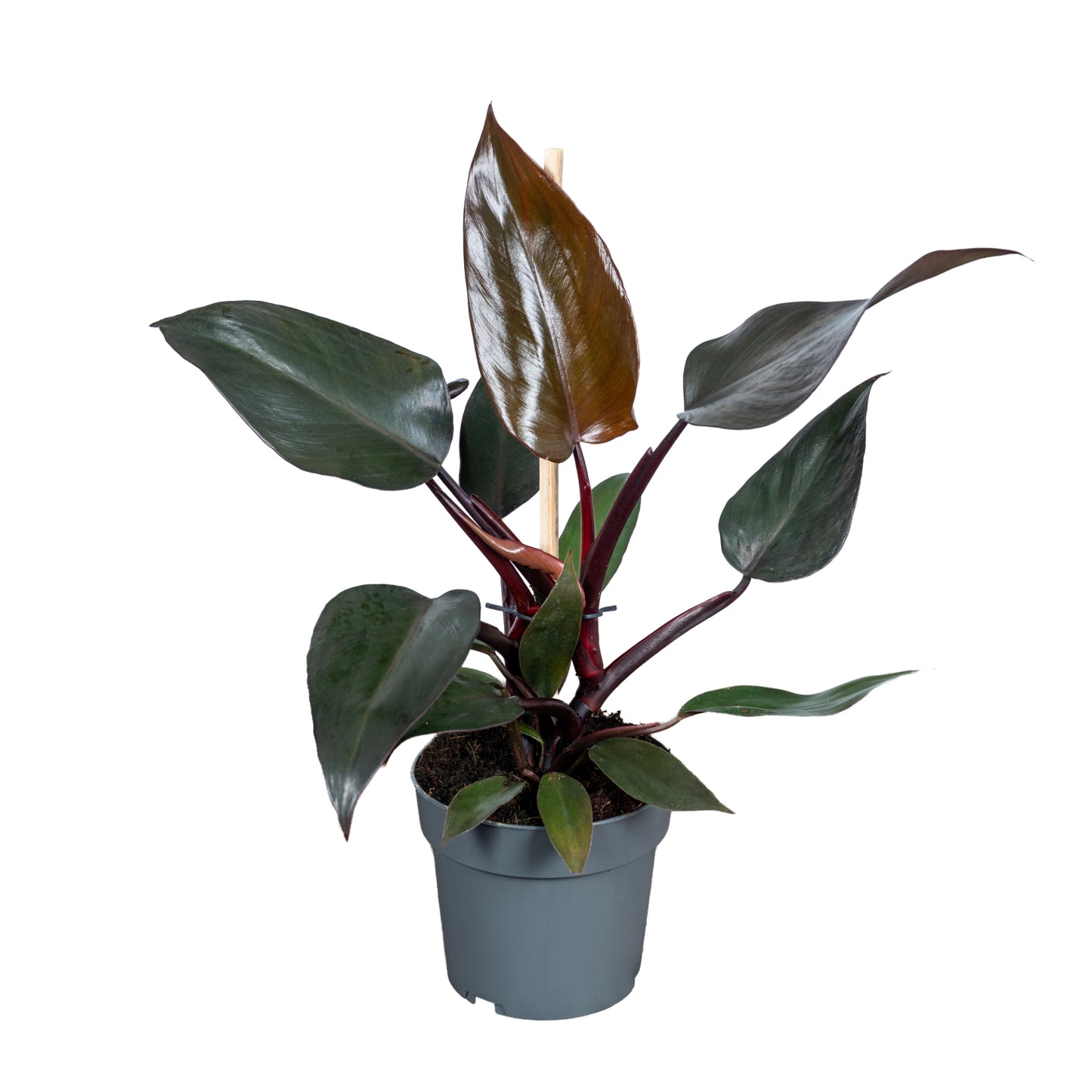 Ichtus Plants Philodendron New Red Pack of 8