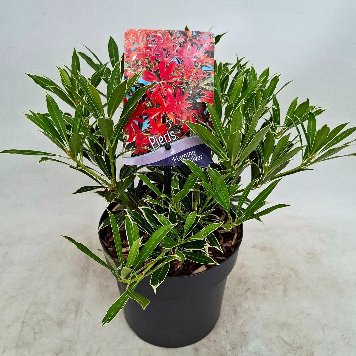 J.C.A.M. van Acht Pieris japonica Flaming Silver Pack of 6
