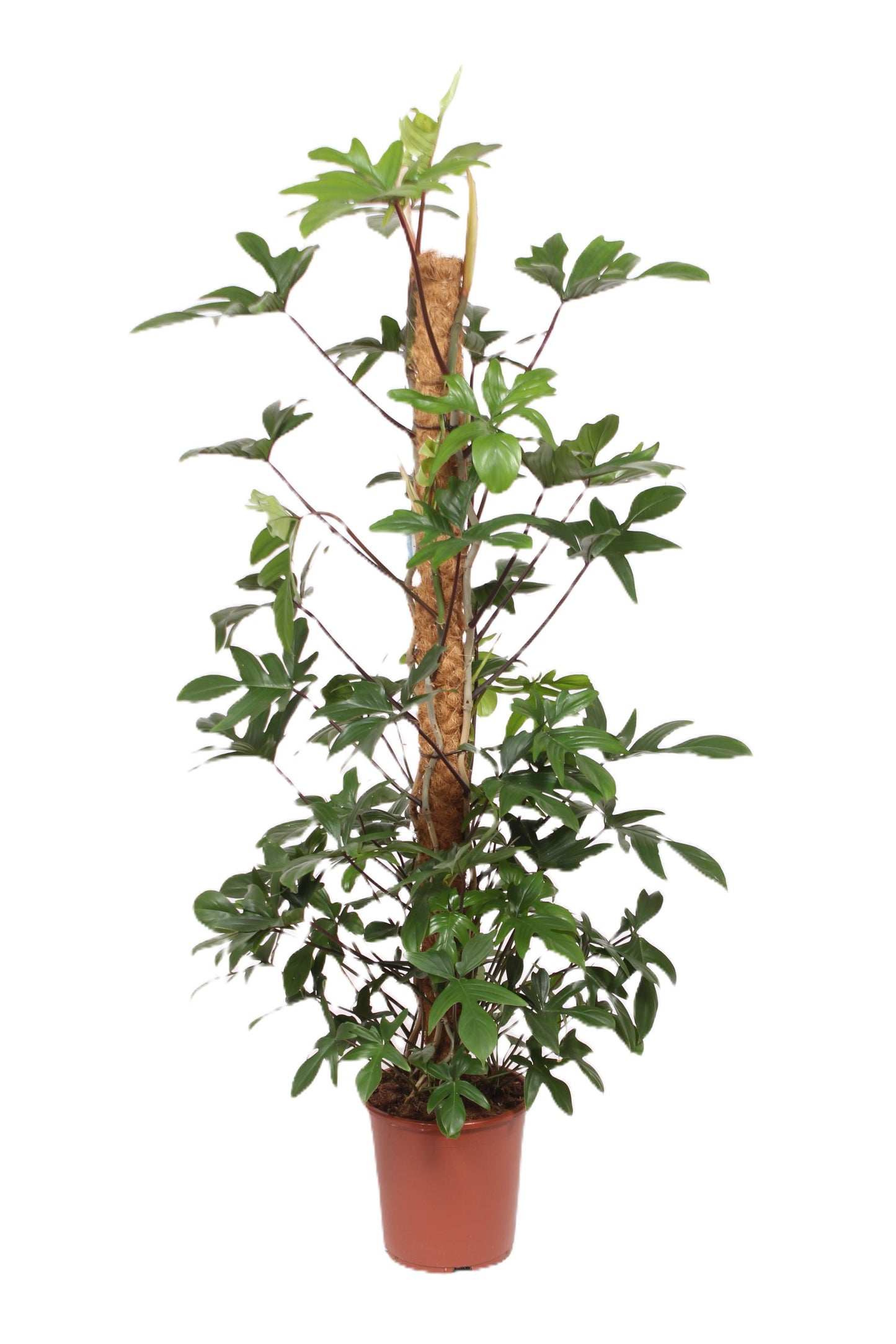 Philodendron pedatum 170cm 27cm Pot