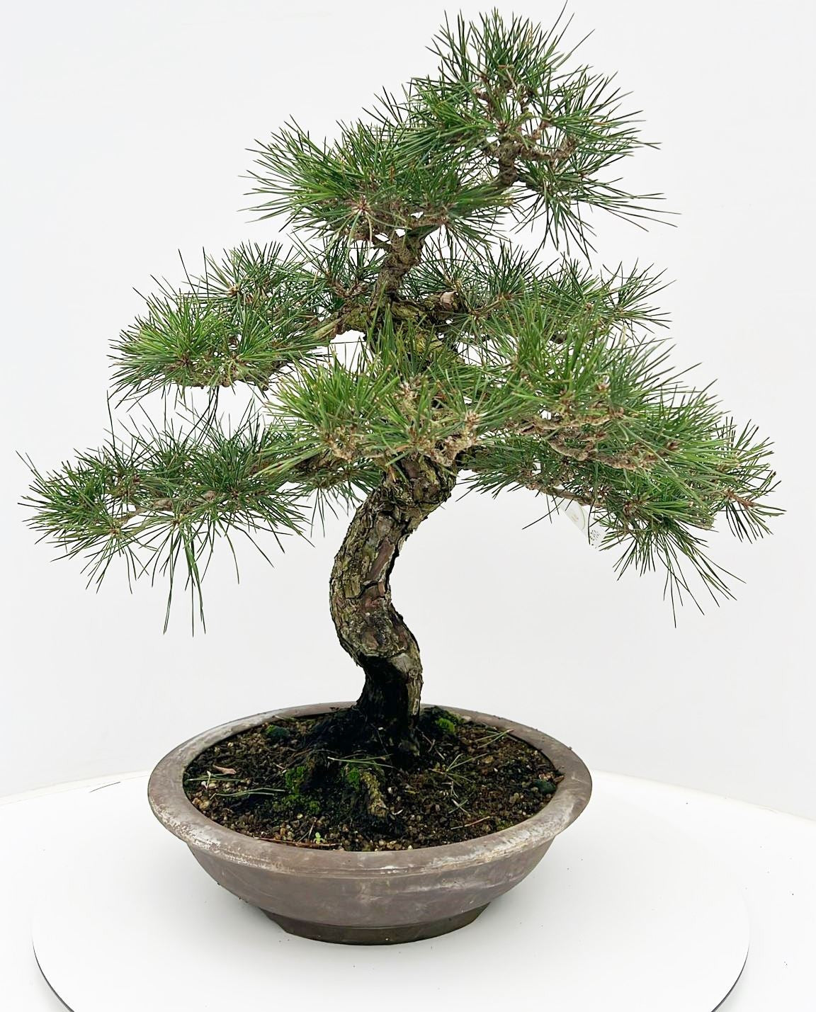 Pinus parviflora 65cm 32cm Pot