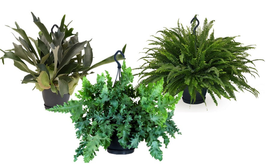 Ferns mix 60cm 20cm Pot