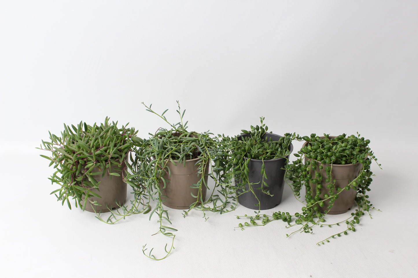 Senecio mix 15cm 12cm Pot