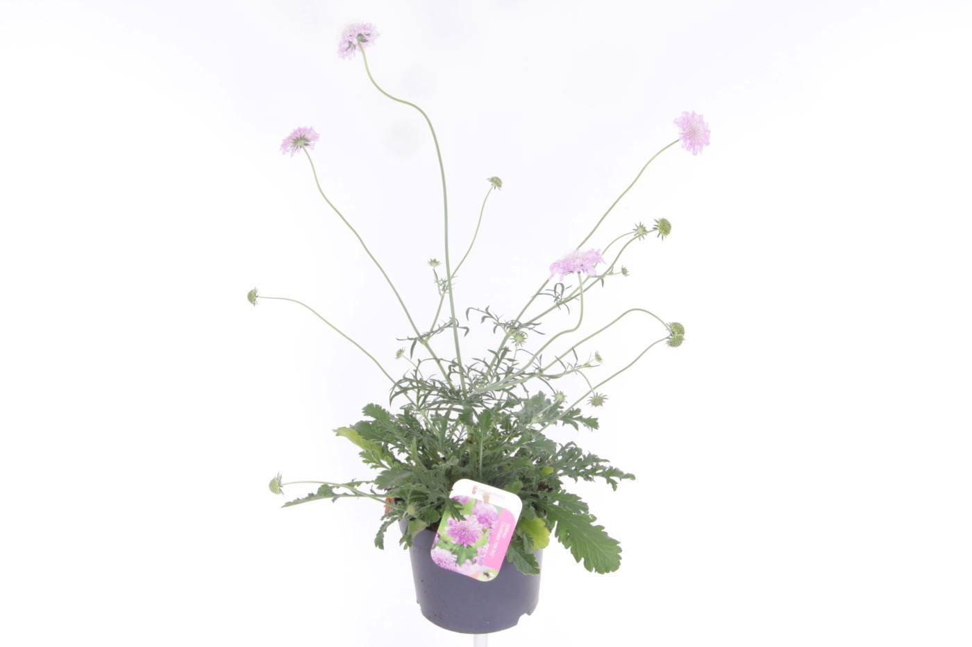 Scabiosa Pink Mist 55cm 17cm Pot