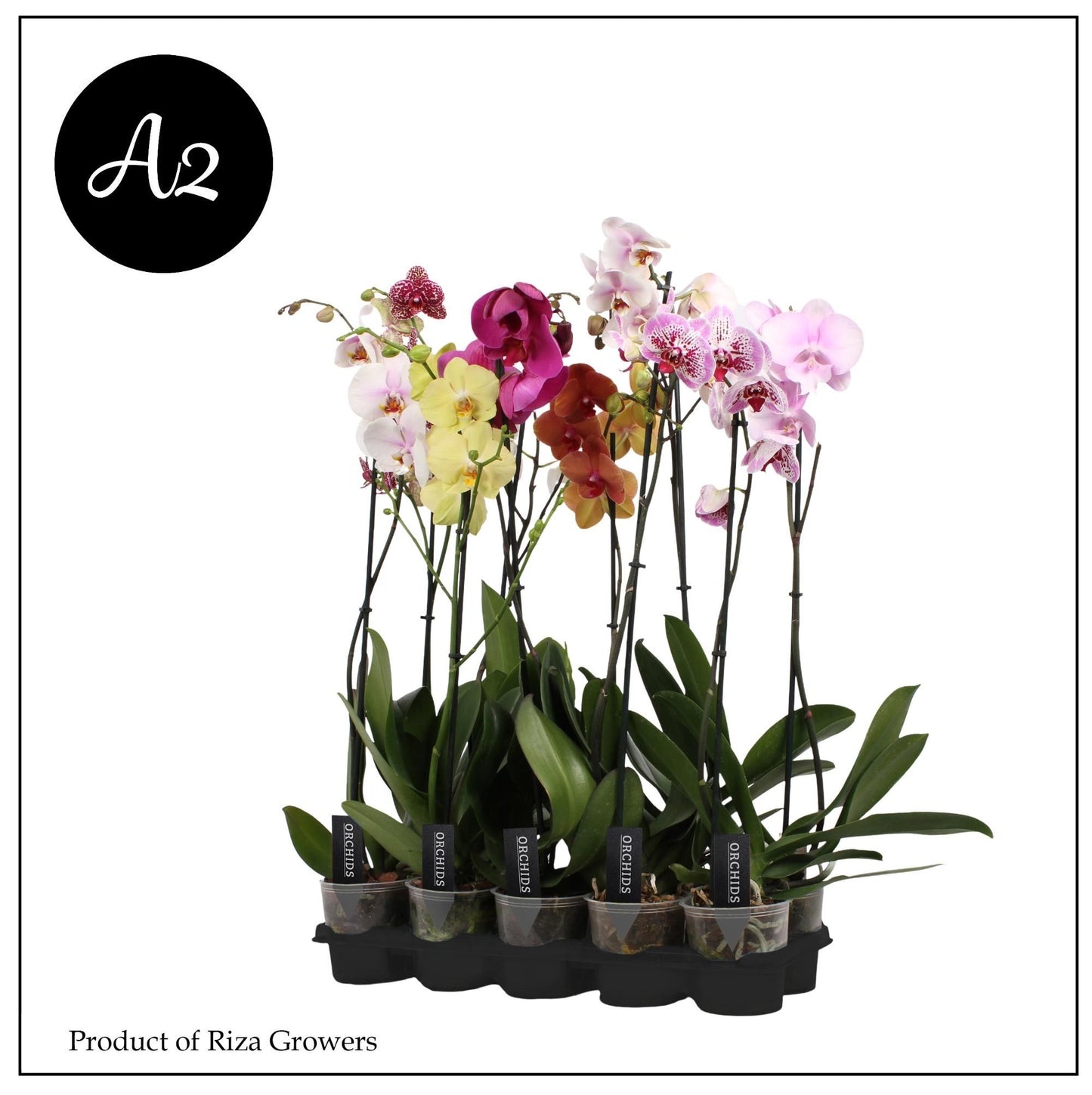 Phalaenopsis mix 85cm 12cm Pot