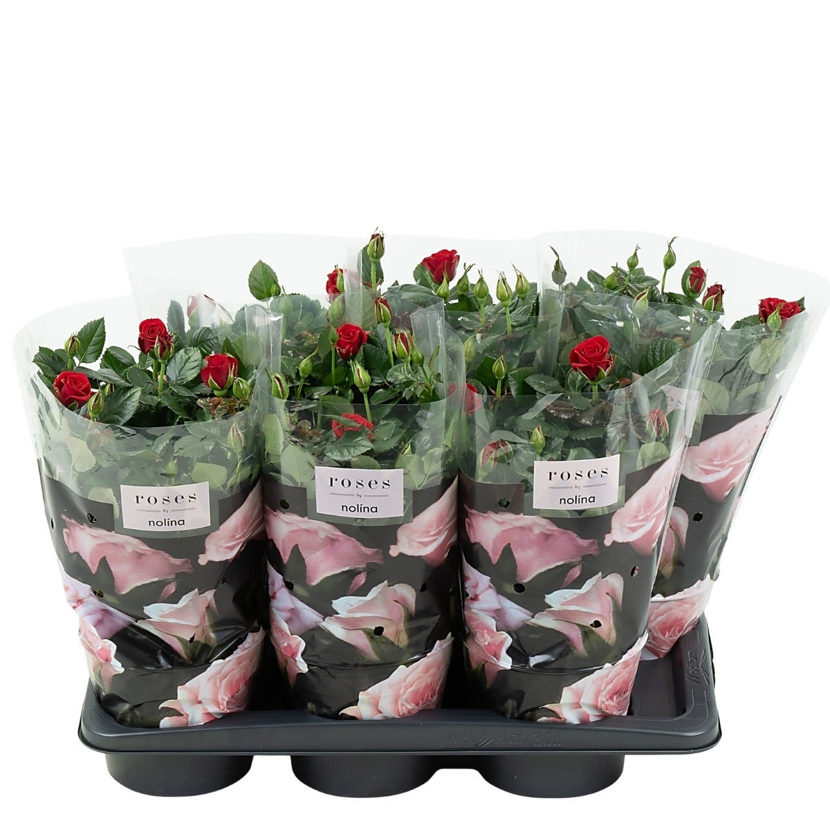 Rosa red 45cm 17cm Pot