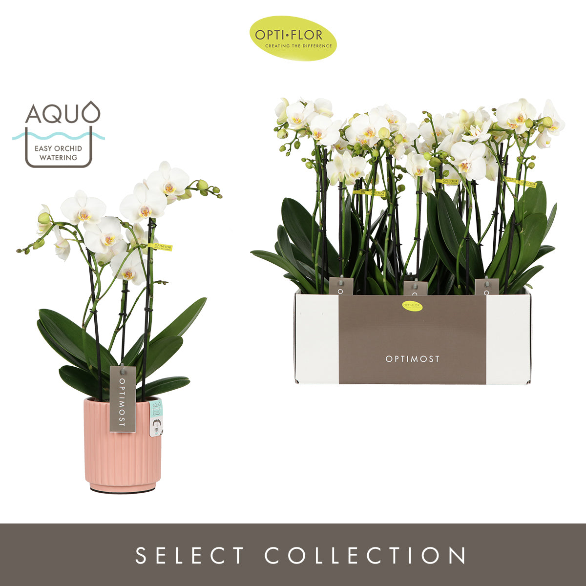 Phalaenopsis multiflora white 45cm 12cm Pot