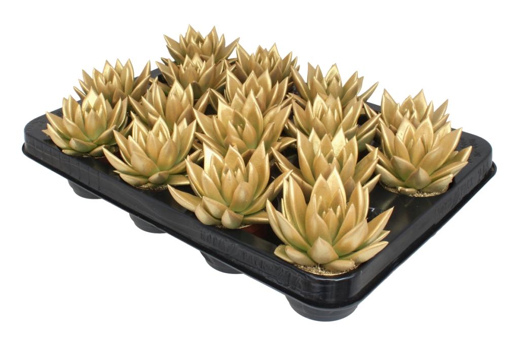 Echeveria colored gold 8cm 6cm Pot