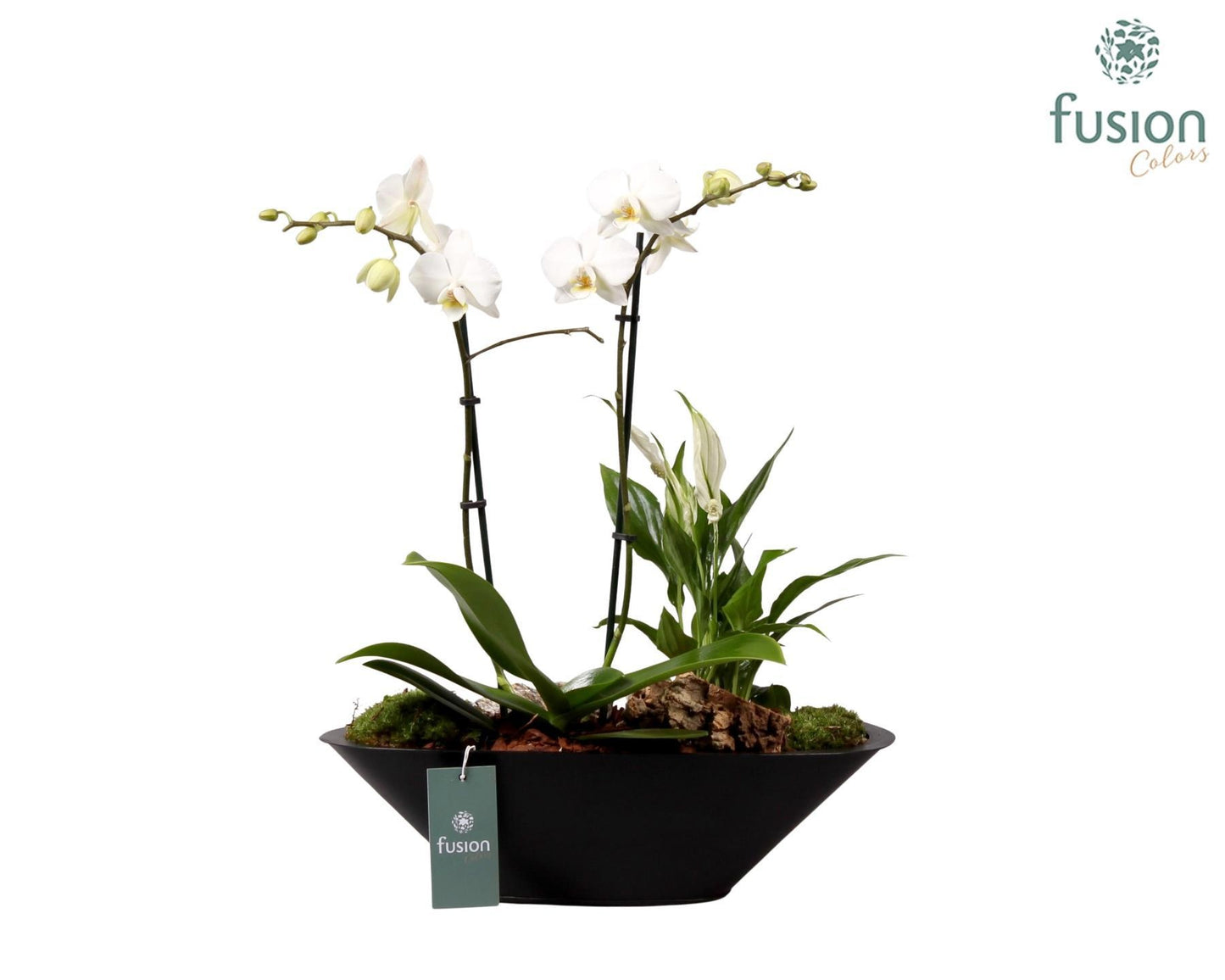 Fusioncolors BV Zinken bootvorm pot met Phalaenopsis Arrangement 2pp Pack of 2