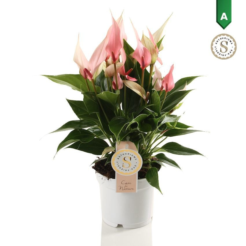 Anthurium Lilli 35cm 12cm Pot