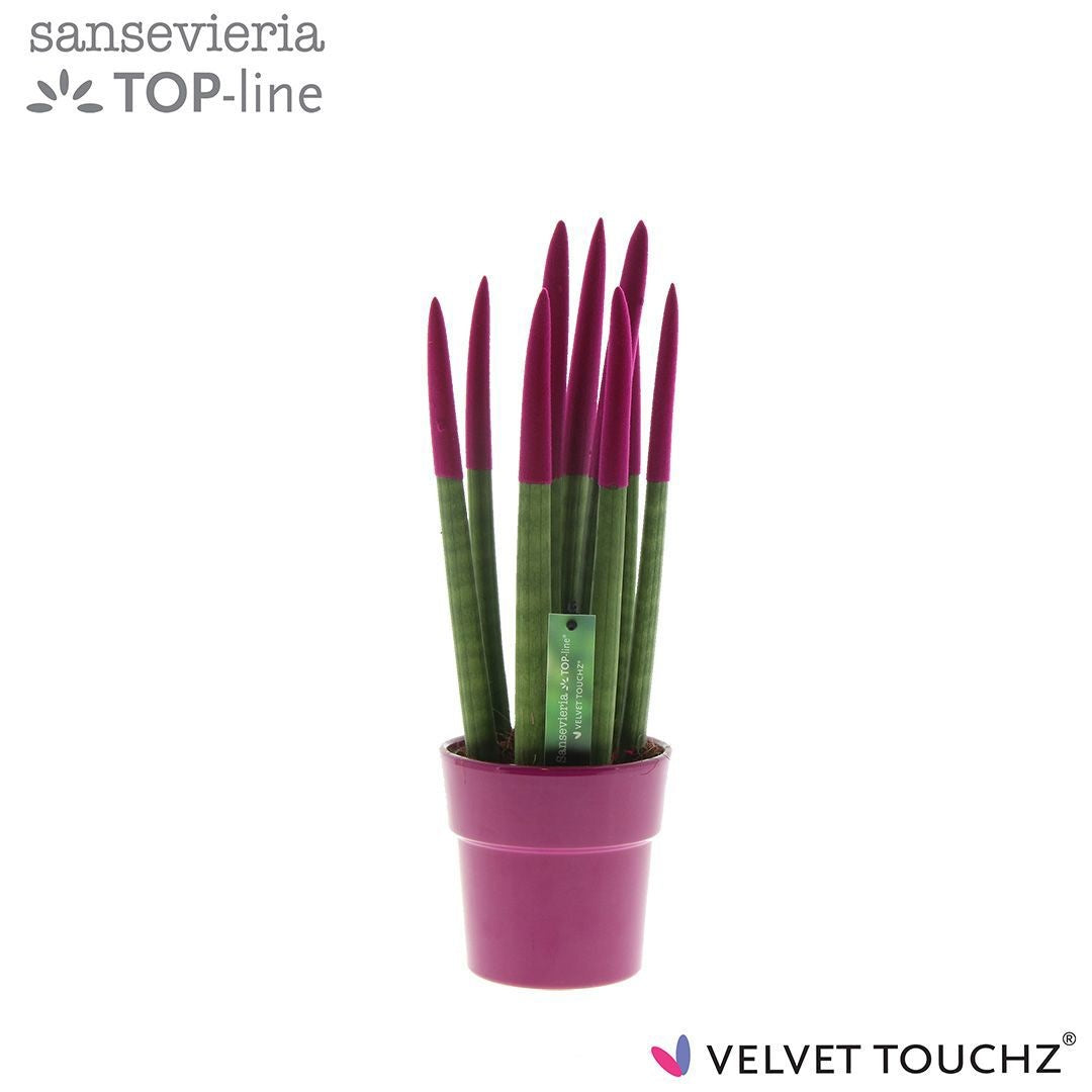 Sansevieria cylindrica 40cm 12cm Pot