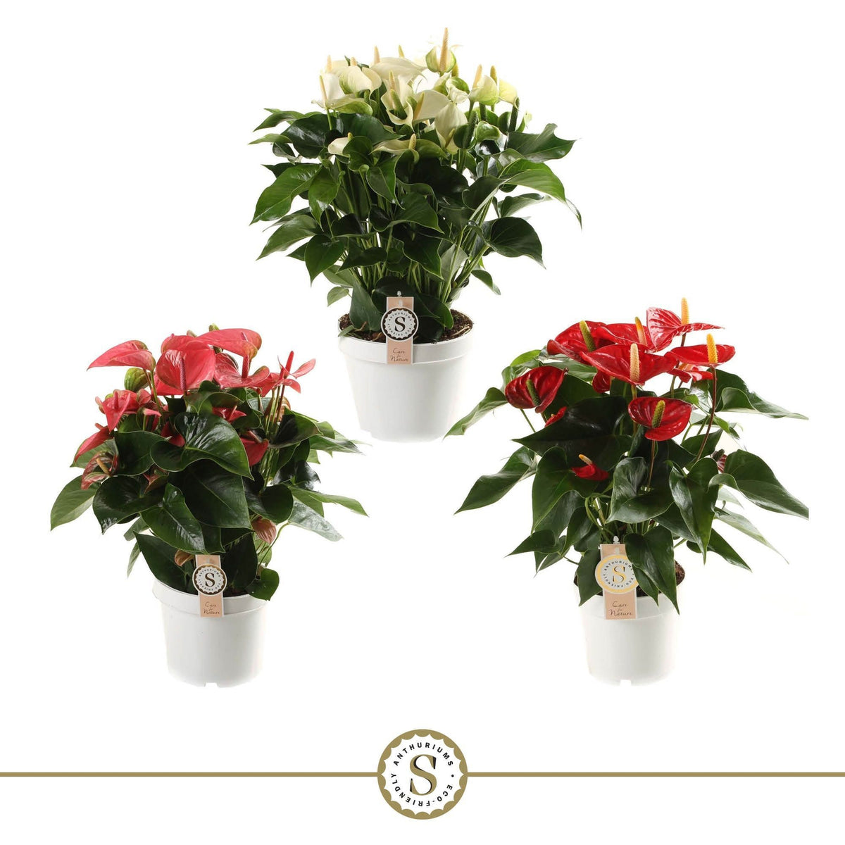 Anthurium mix 65cm 21cm Pot