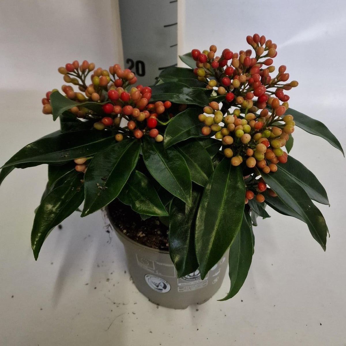 Skimmia japonica Reevesiana 25cm 15cm Pot
