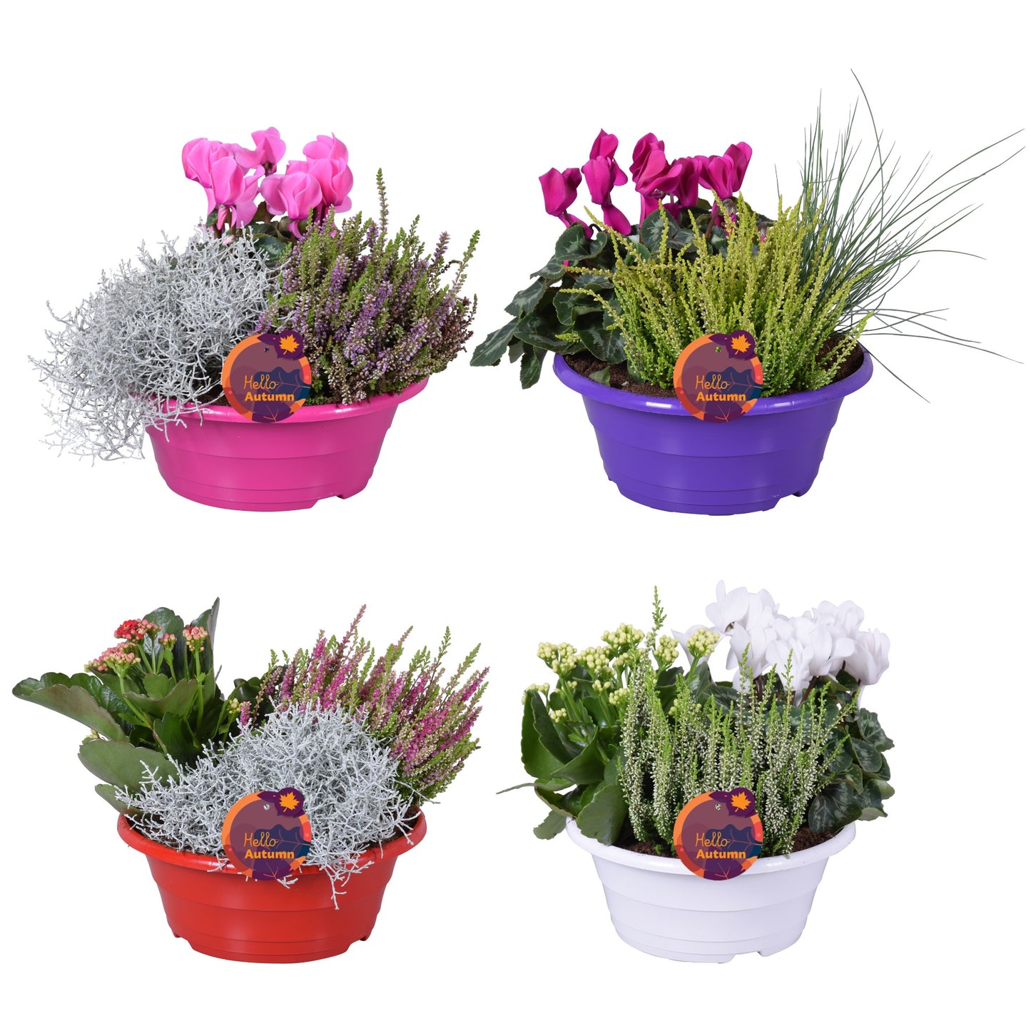 Bedding plants mixpot 30cm 23cm Pot