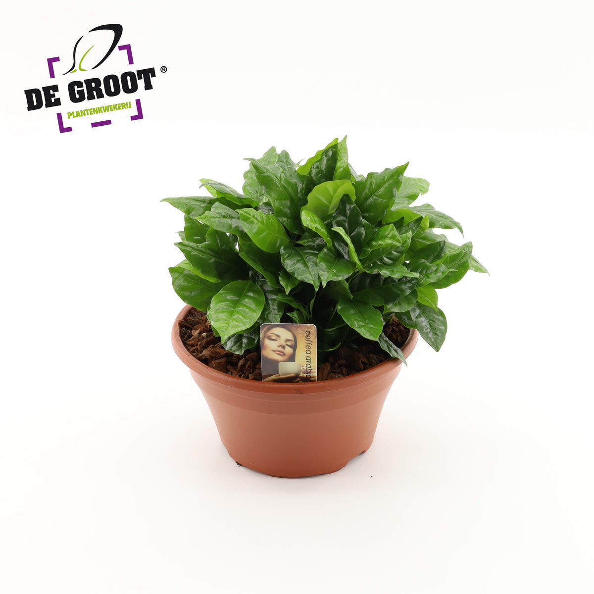 Coffea arabica 25cm 23cm Pot