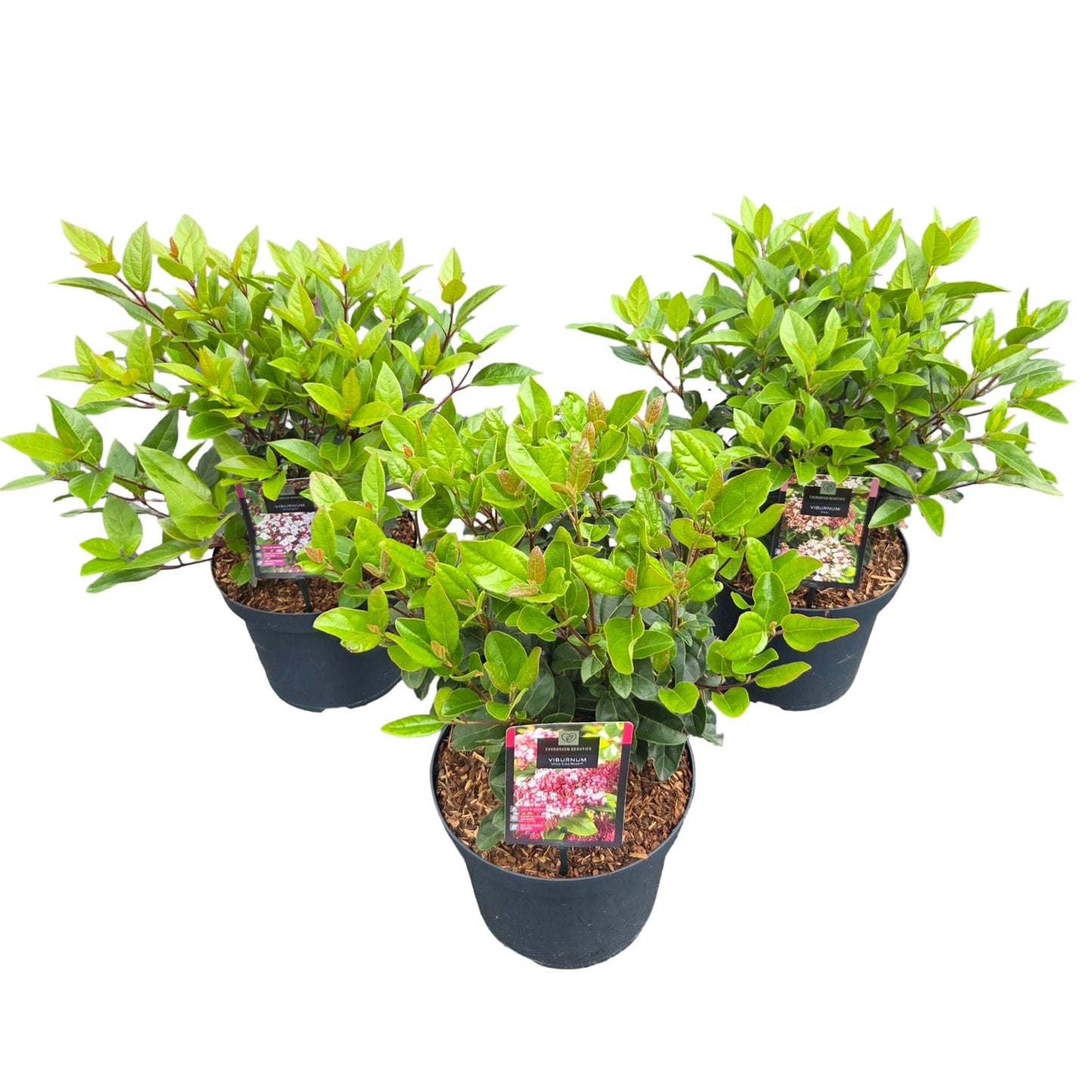 Viburnum tinus 55cm 26cm Pot