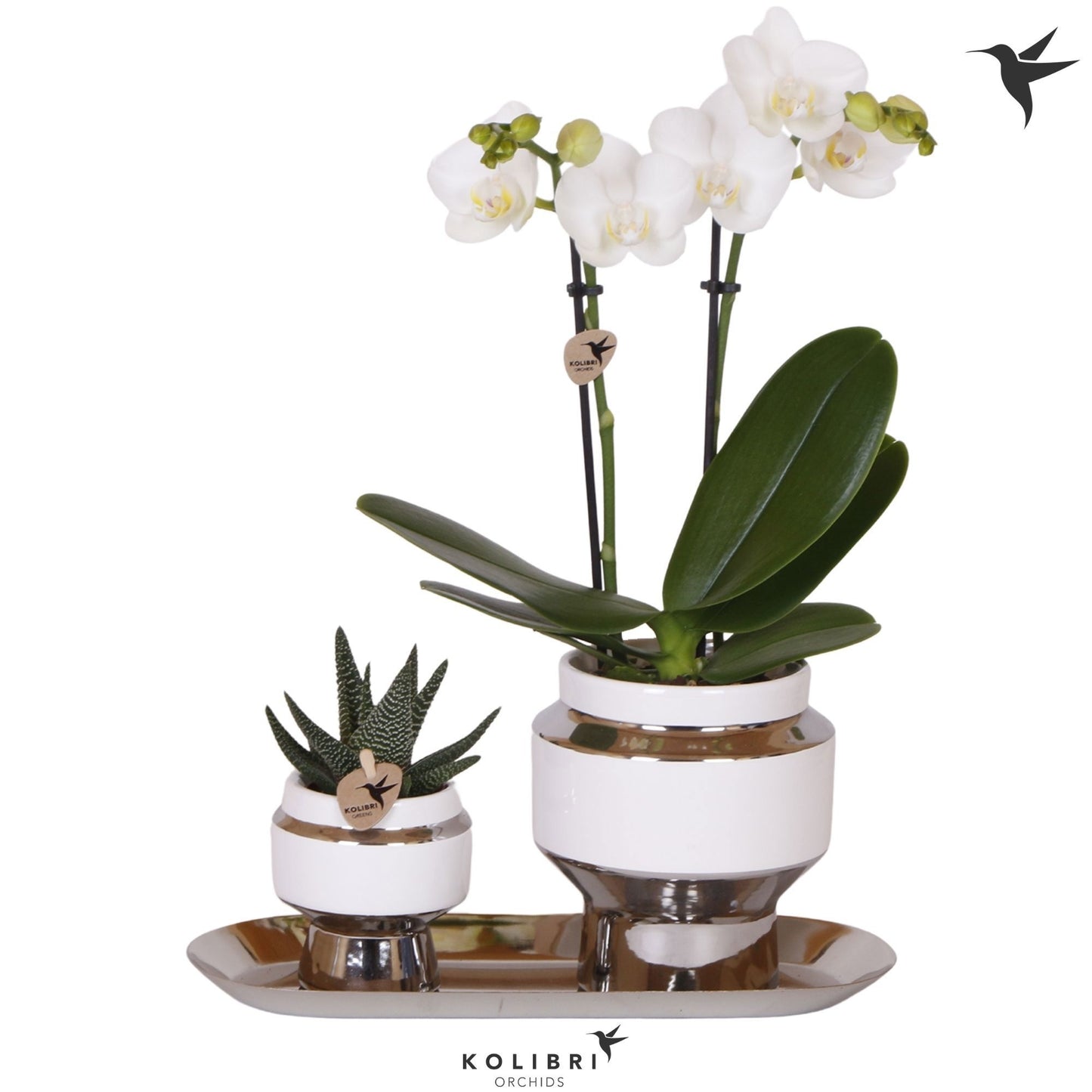 OK Plant Kolibri Gift Set medium Le Chic silver Pack of 1