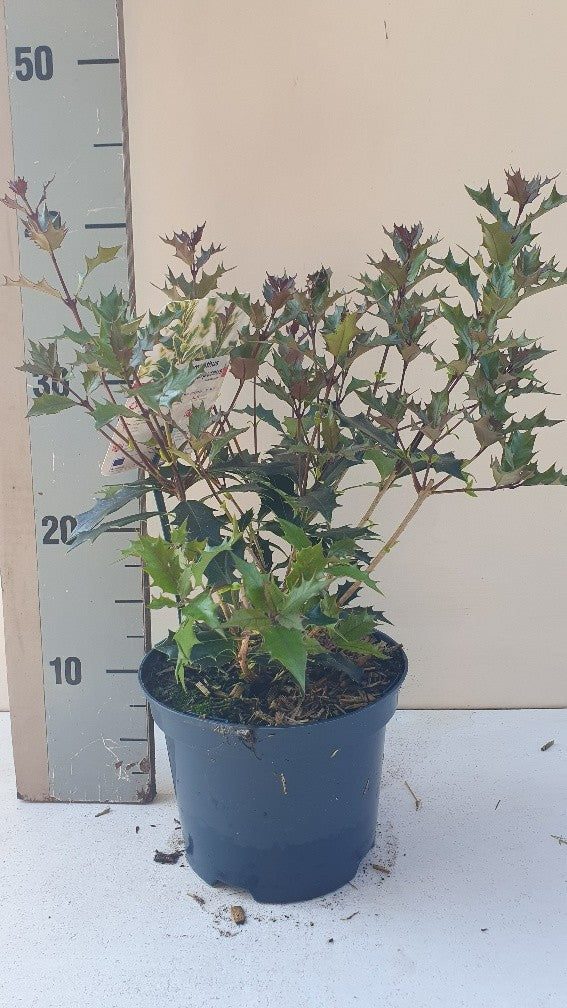 Roessel Tuinpl. VOF, B. v. Osmanthus Purpureus Pack of 1