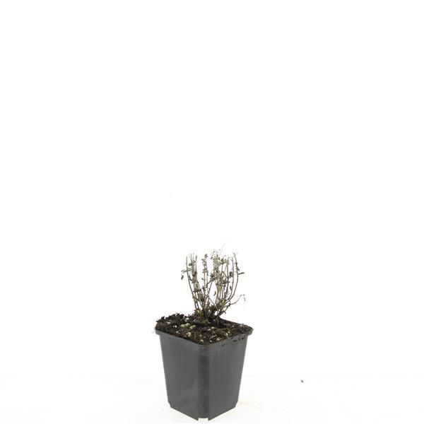 Nepeta Six Hills Giant 5cm 9cm Pot