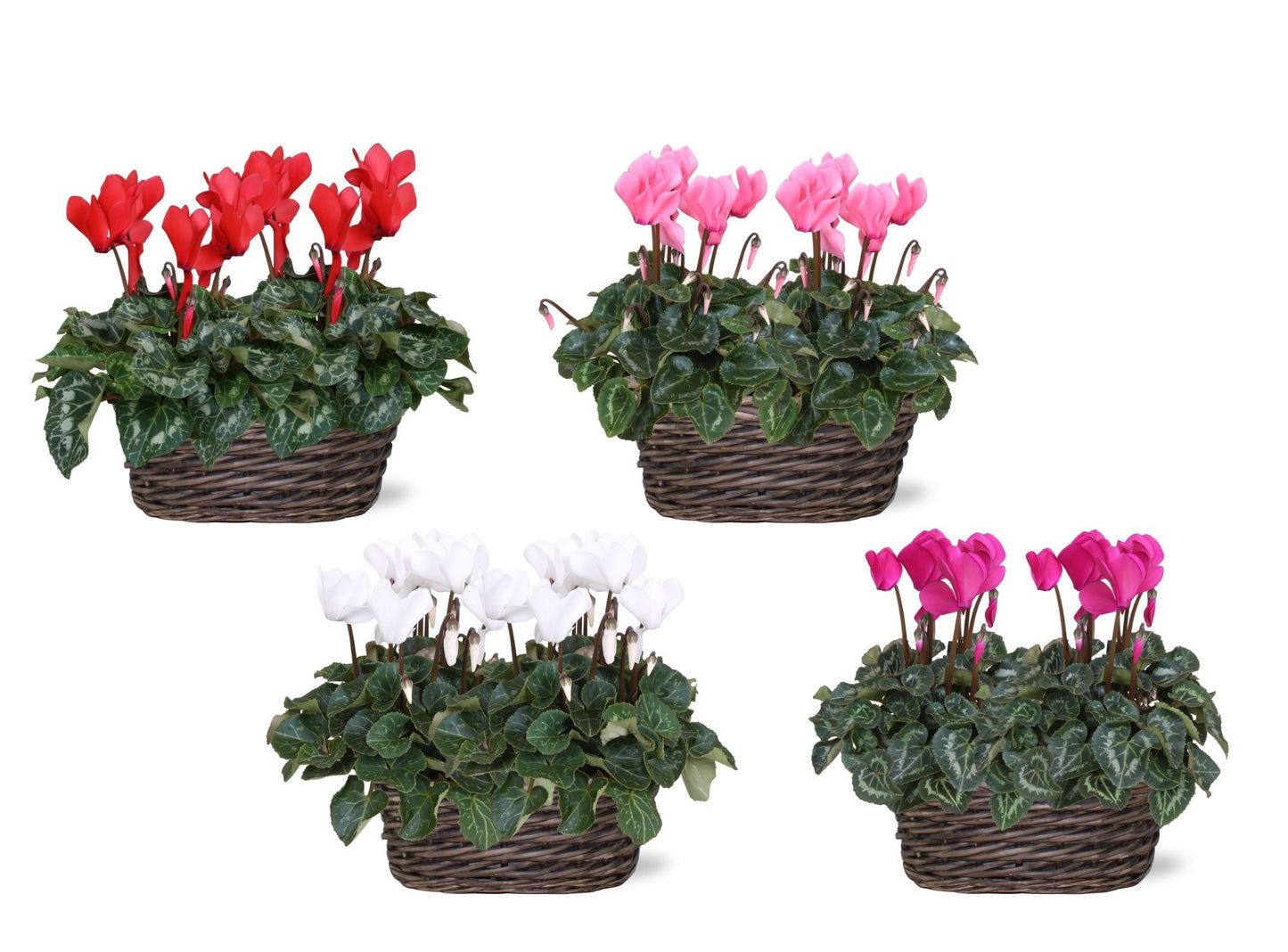 Cyclamen Allure 27cm 25cm Pot