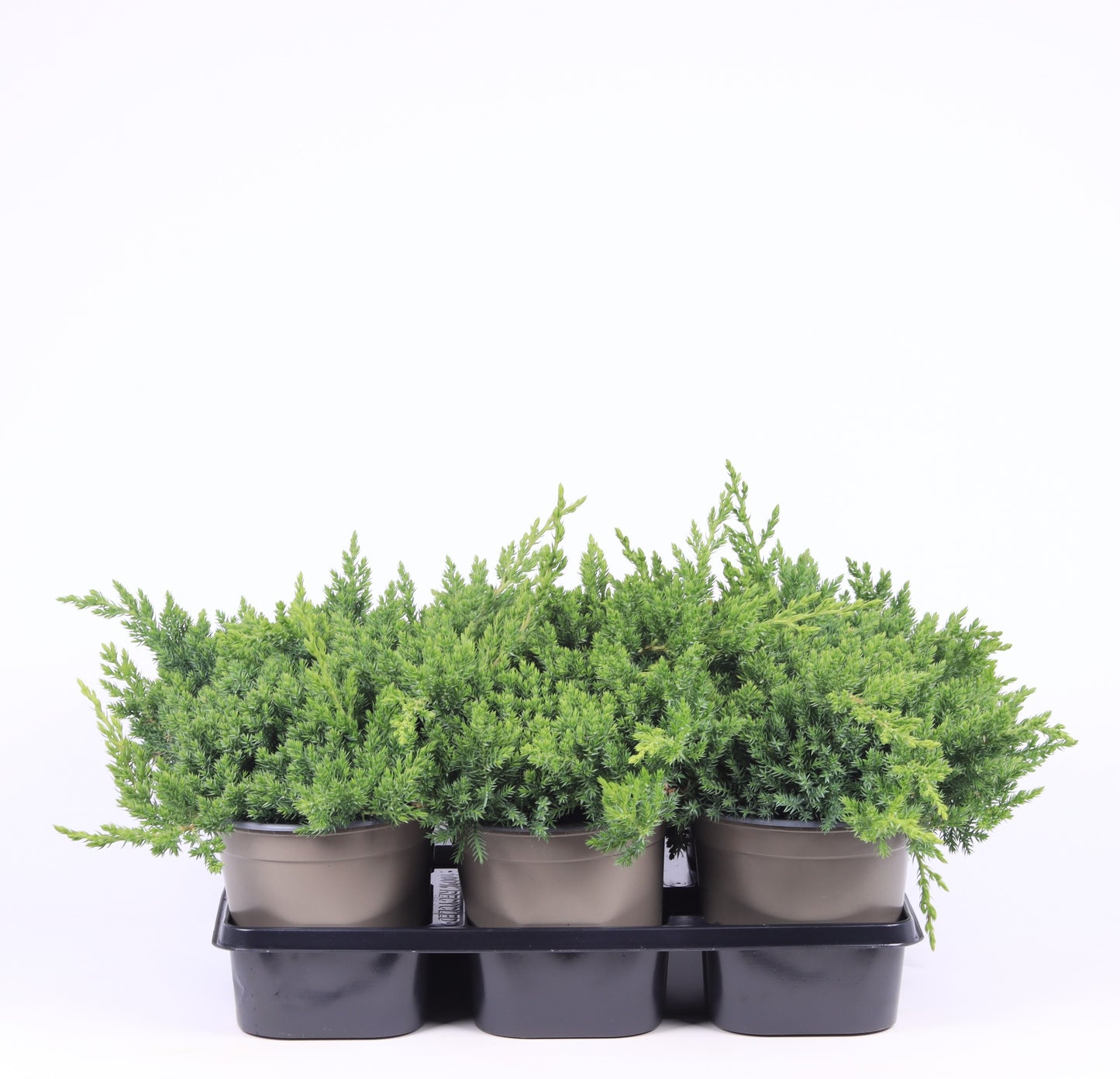 Juniperus procumbens Nana 25cm 15cm Pot