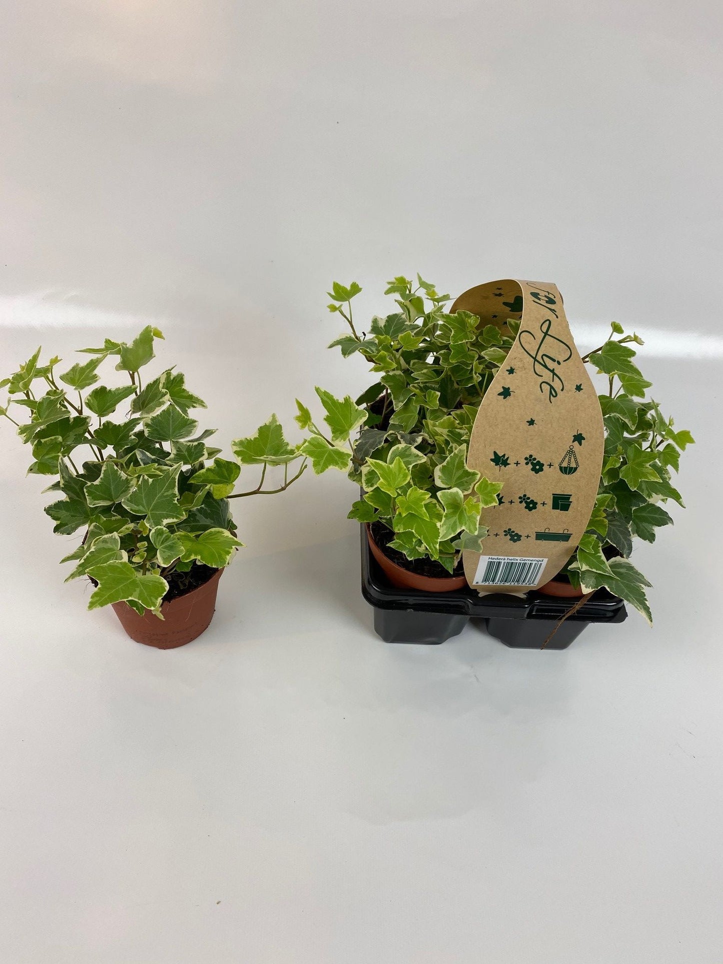 Hedera helix mix variegated 9cm Pot