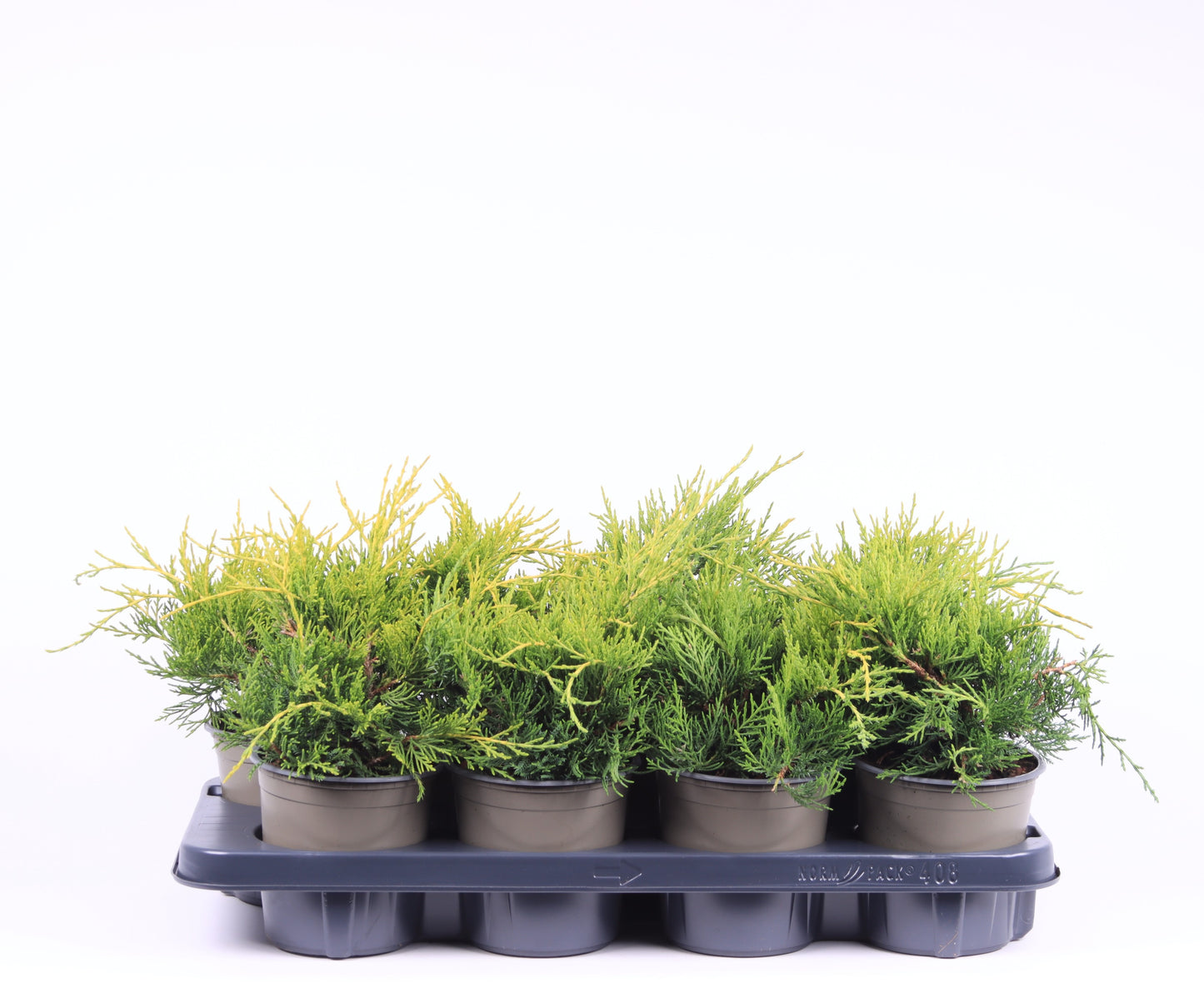 Juniperus Gold Coast 20cm 13cm Pot