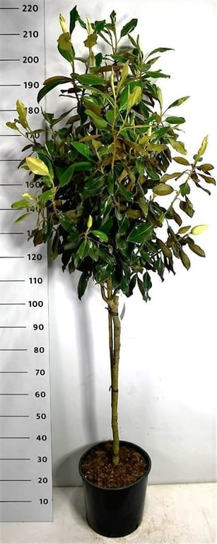 Magnolia grandiflora 200cm 38cm Pot