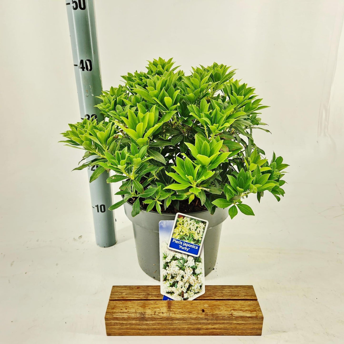 Pieris japonica Purity 40cm 23cm Pot