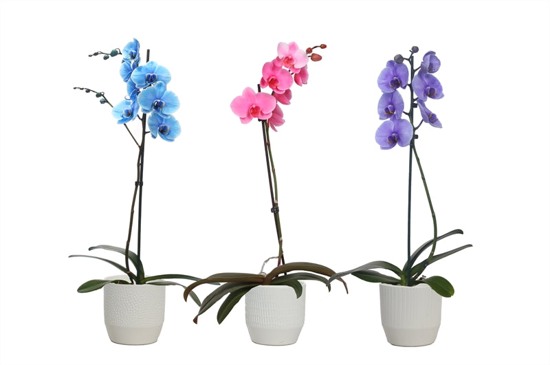 Phalaenopsis Hybrid 55cm 12cm Pot