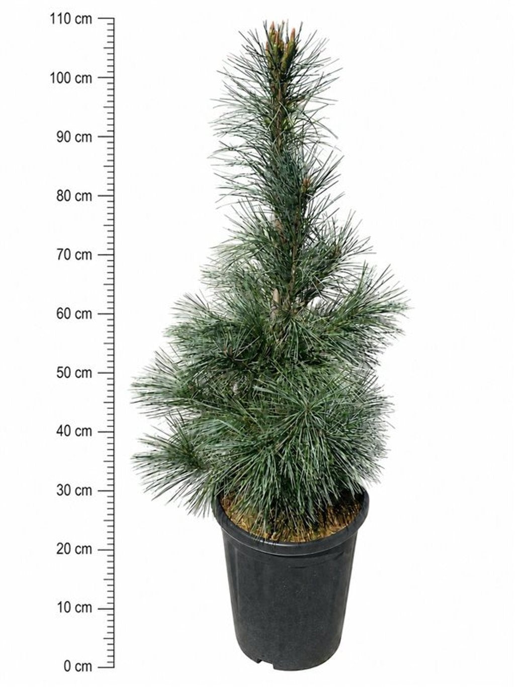Pinus hybrid 110cm 32cm Pot