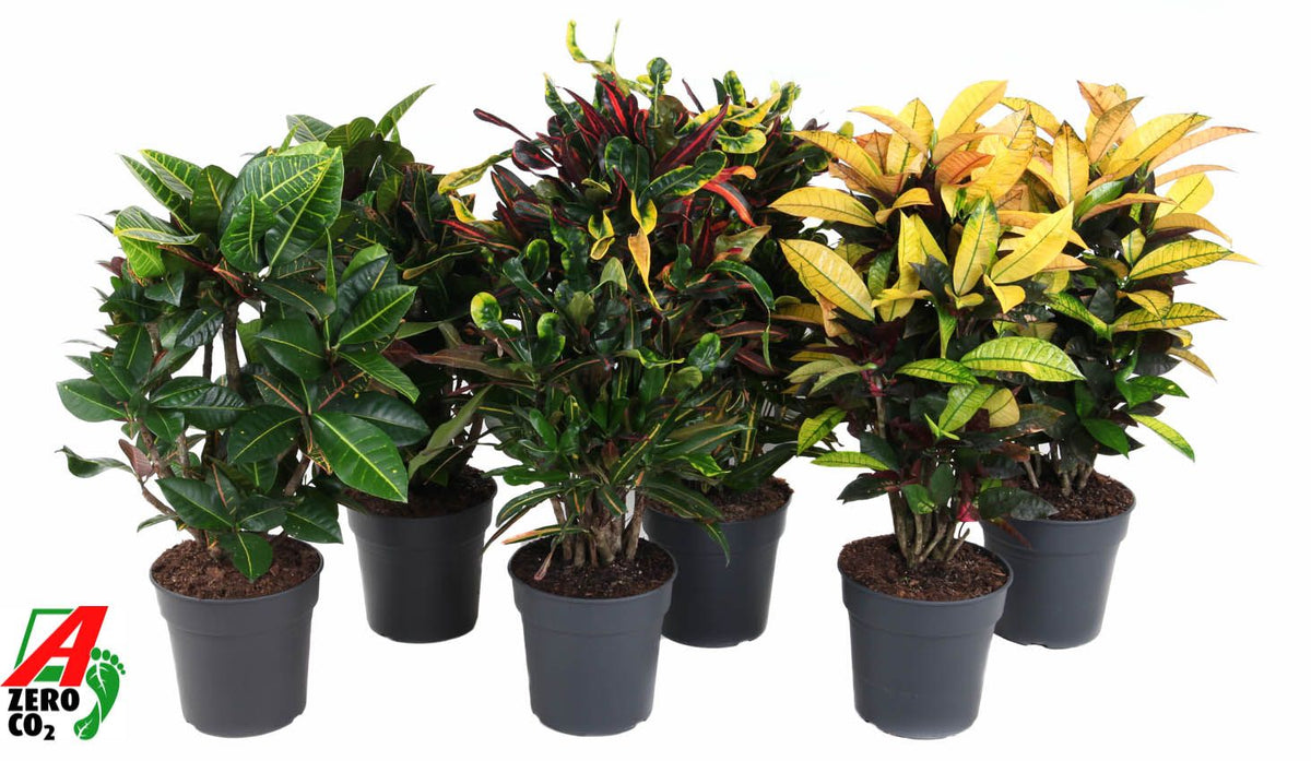 Codiaeum mix 90cm 24cm Pot