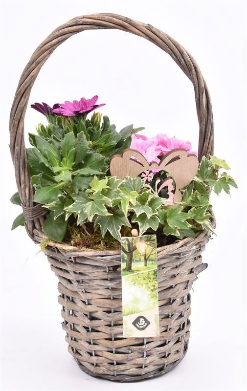 Outdoor arrangement 15cm Pot