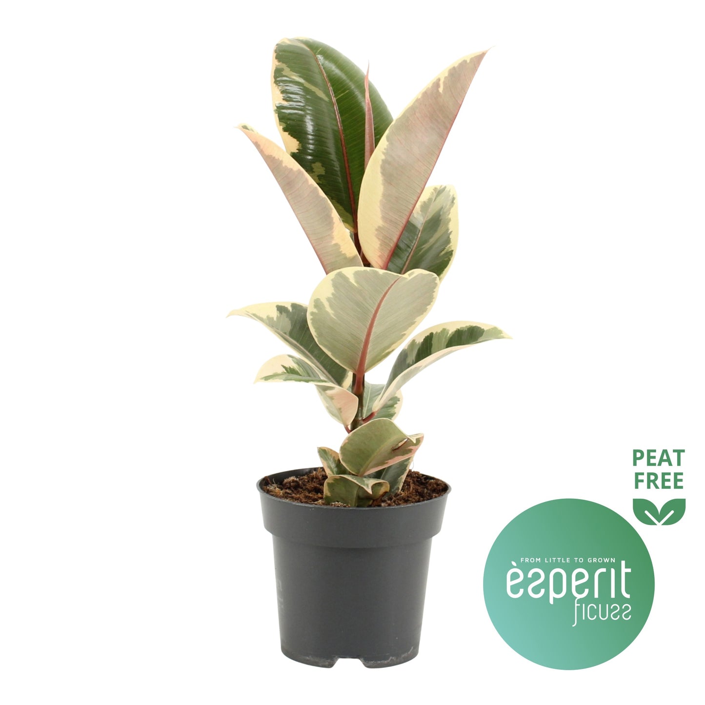 Ficus Tineke 40cm 14cm Pot