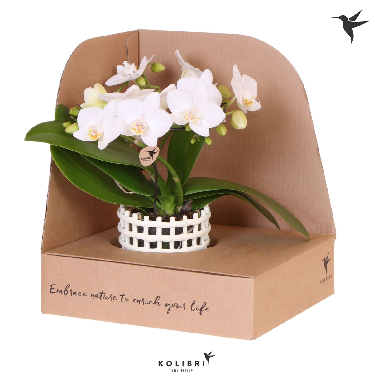 Phalaenopsis multiflora white 30cm 9cm Pot