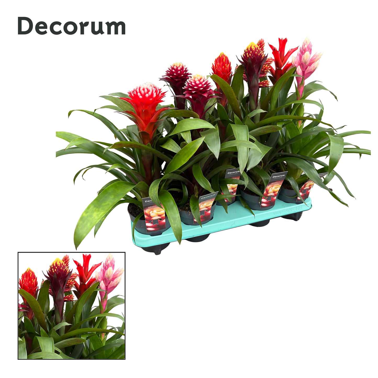 Guzmania mix 50cm 13cm Pot
