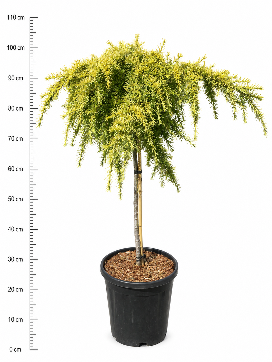 Cedrus overig 100cm 32cm Pot
