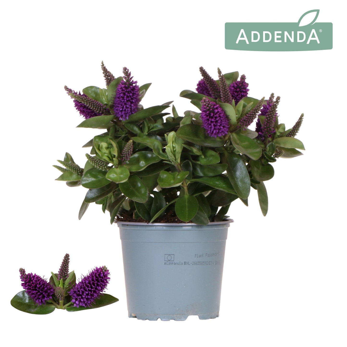 OK Plant Hebe Hebedonna Alexa Pack of 8