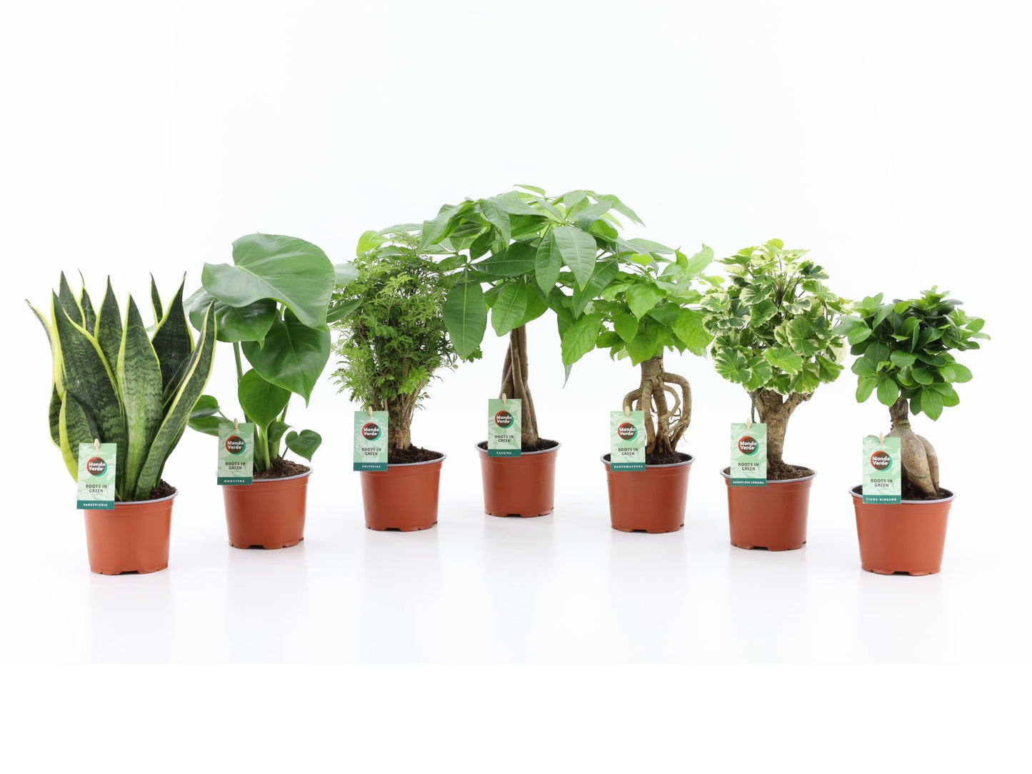 Foliage houseplants mix 35cm 12cm Pot