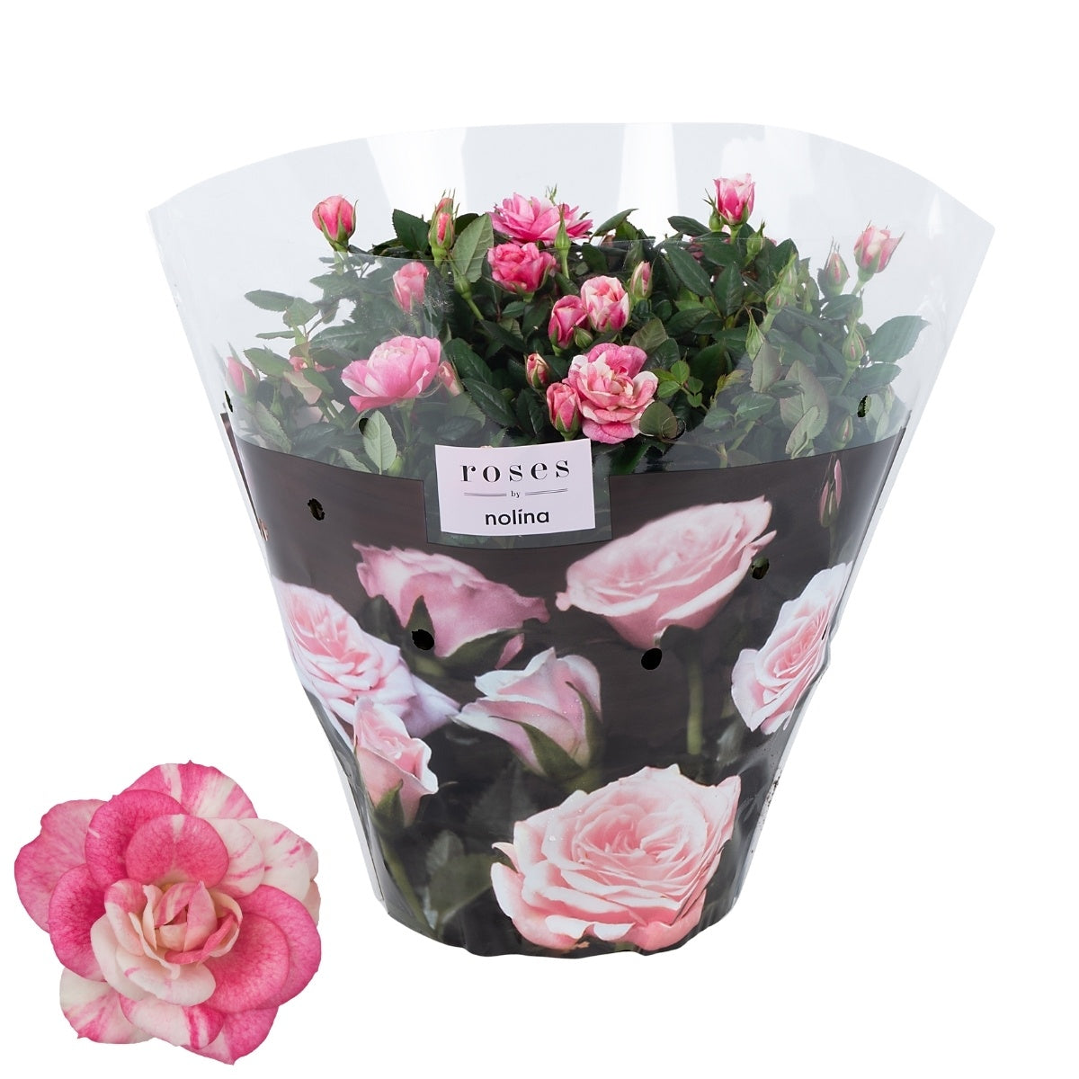Rosa Vieve 32cm 23cm Pot