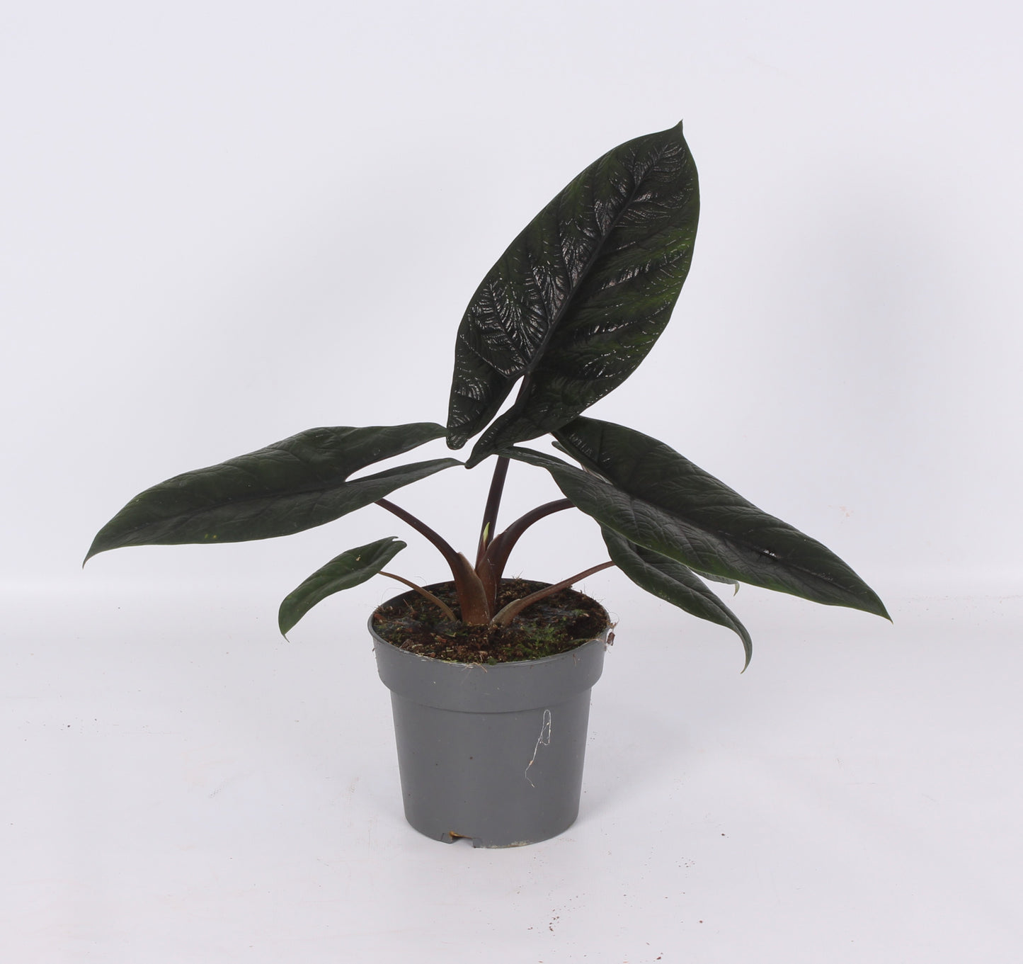 Alocasia amazonica 40cm 14cm Pot