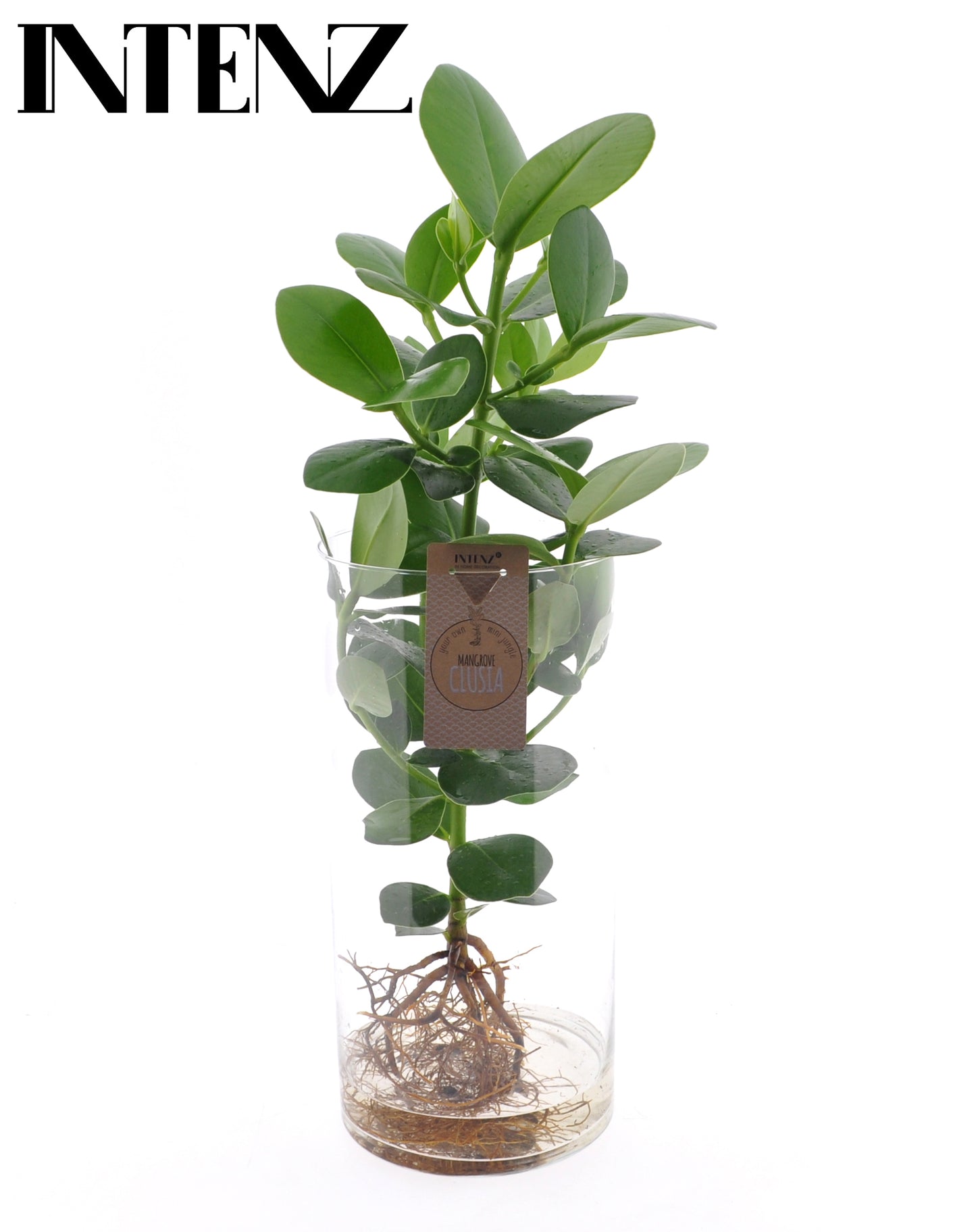 Clusia Princess 55cm 17cm Pot