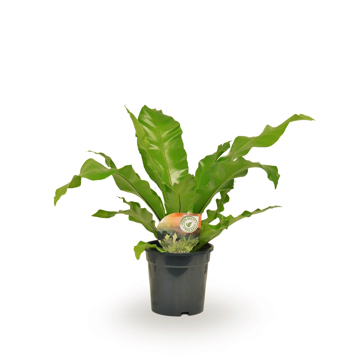 Asplenium nidus 60cm 17cm Pot