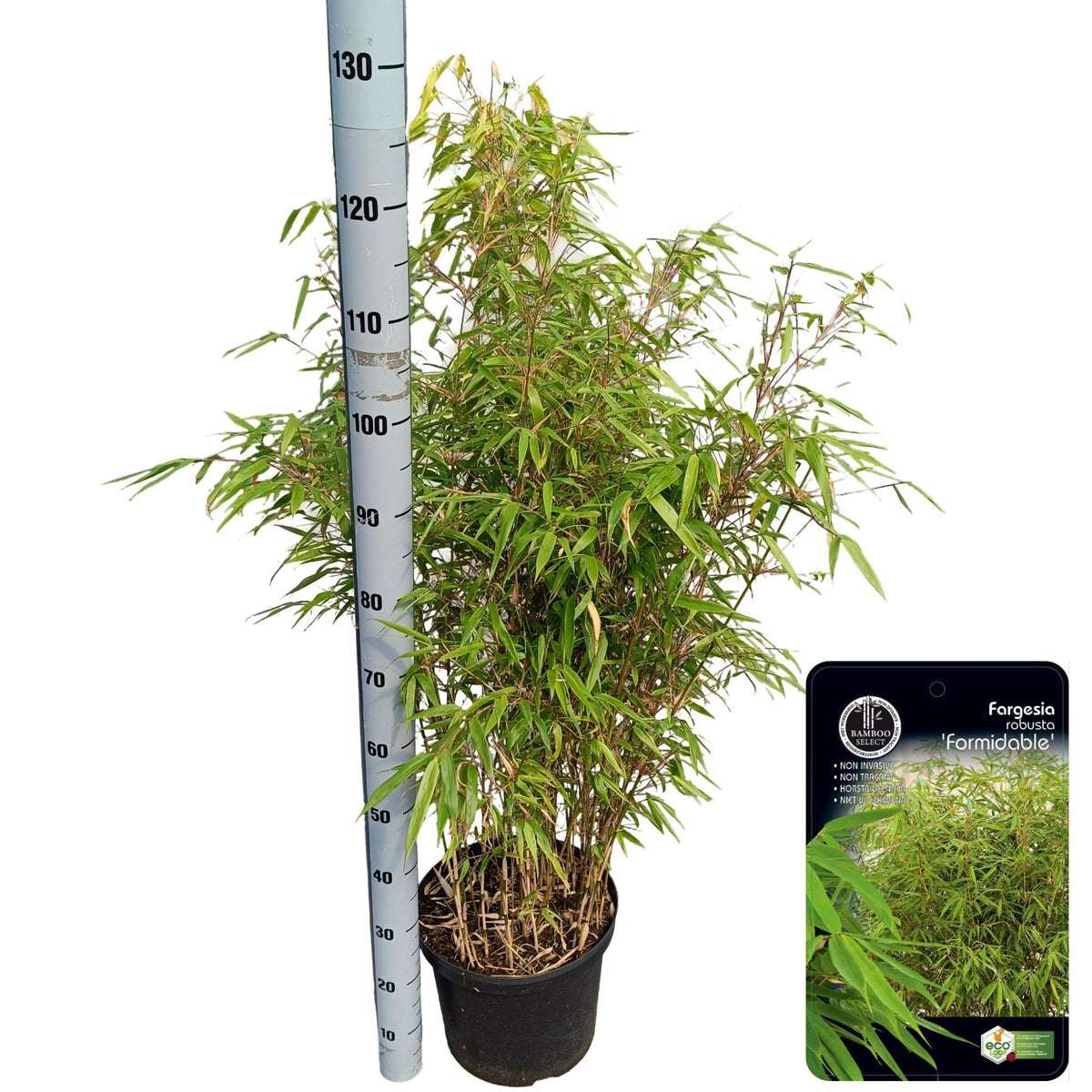 Fargesia 80cm 29cm Pot