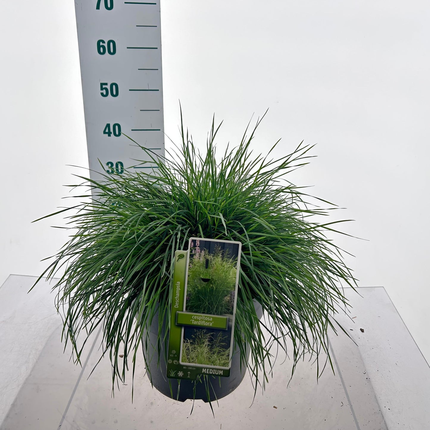 Deschampsia cespitosa 40cm 29cm Pot