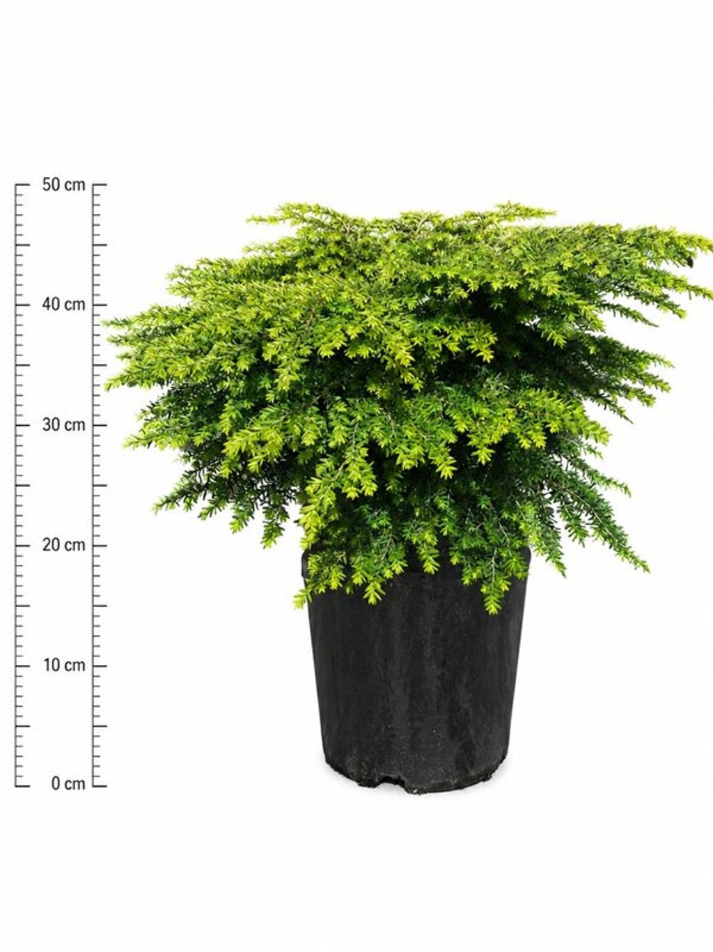 Tsuga canadensis 45cm 32cm Pot