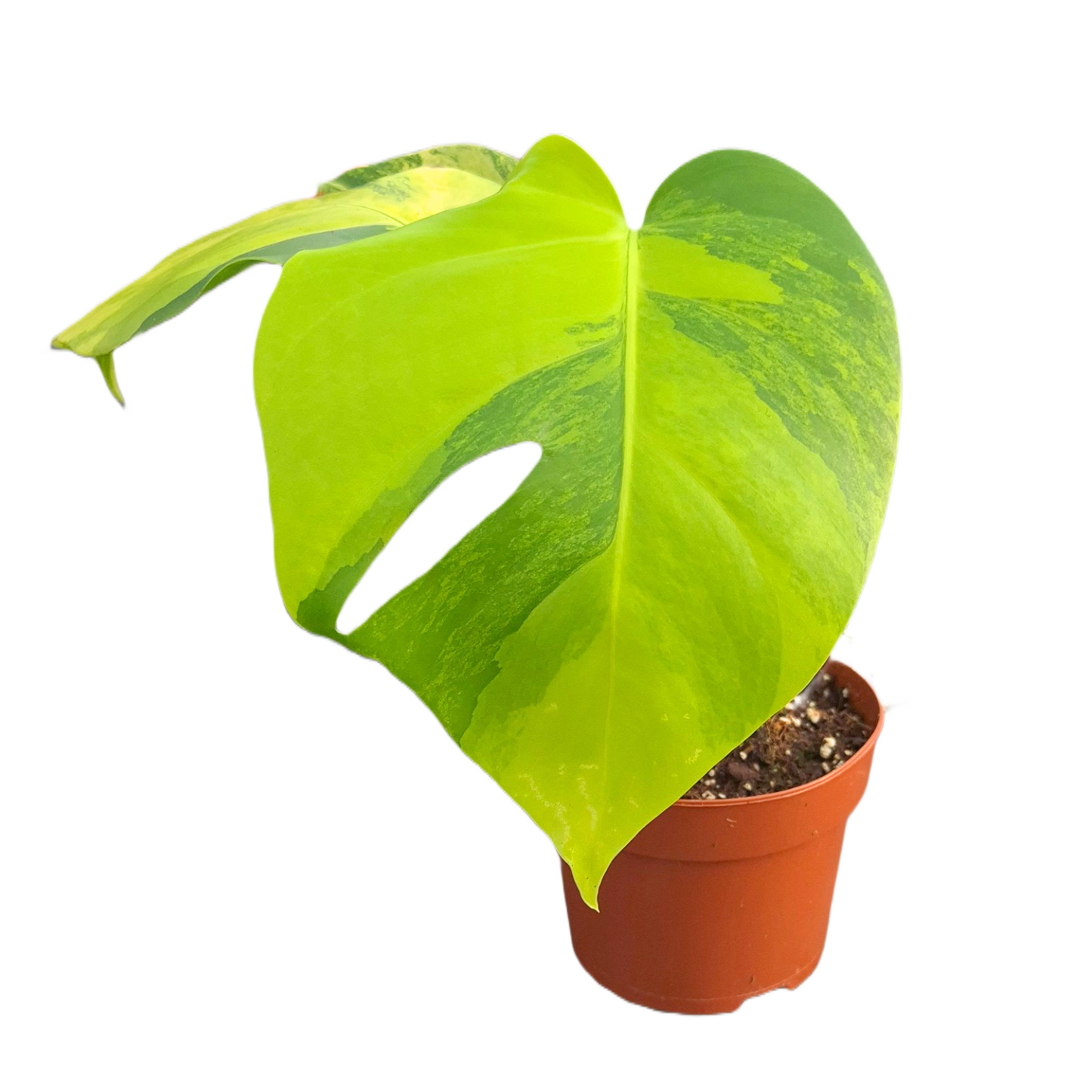 Monstera Variegated 25cm 12cm Pot