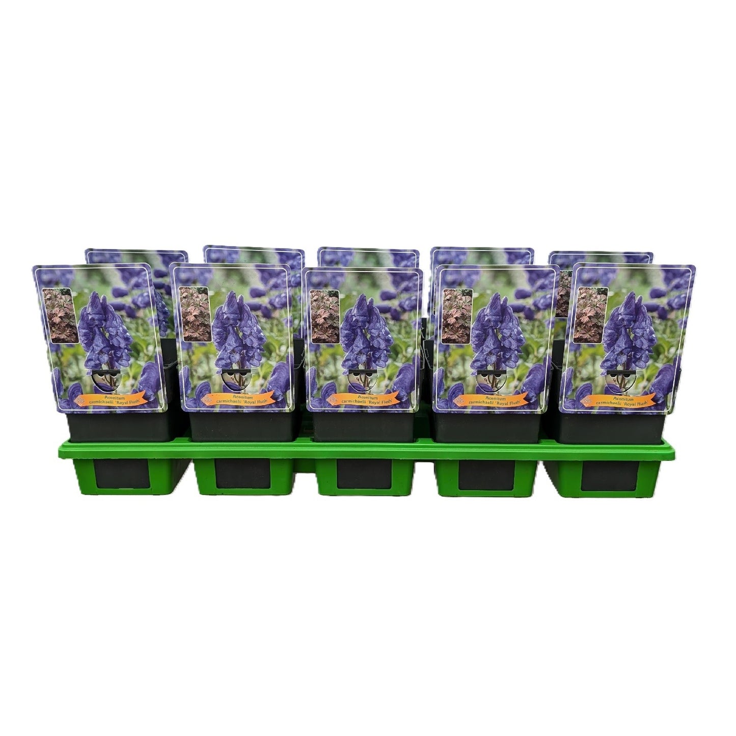 Aconitum carmichaelii 25cm 11cm Pot