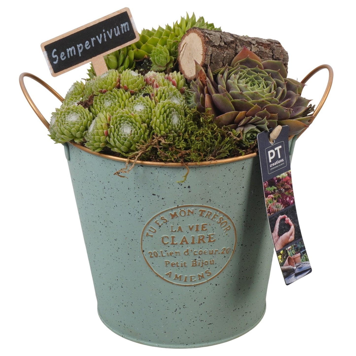 arr. Sempervivum 24cm 18cm Pot