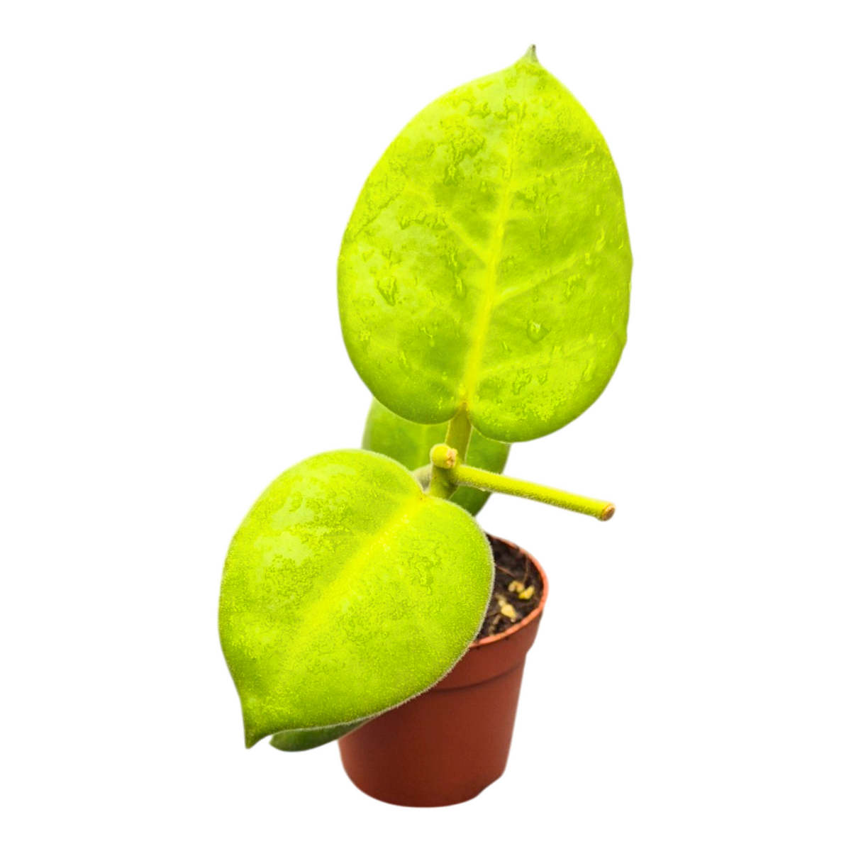 Hoya australis 7cm Pot