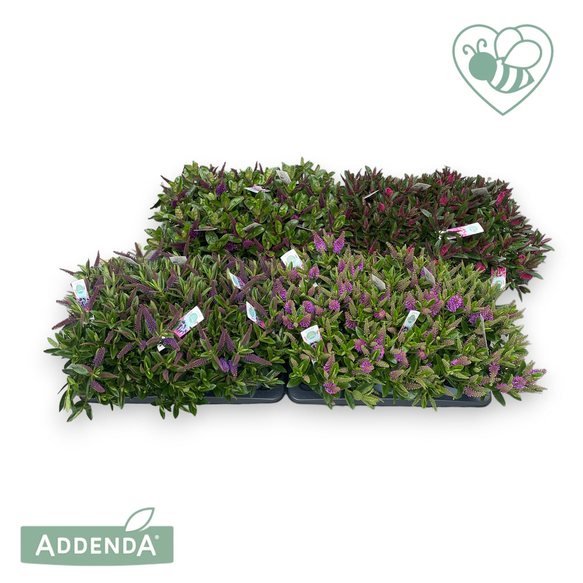 Hebe Addenda mix 35cm 15cm Pot